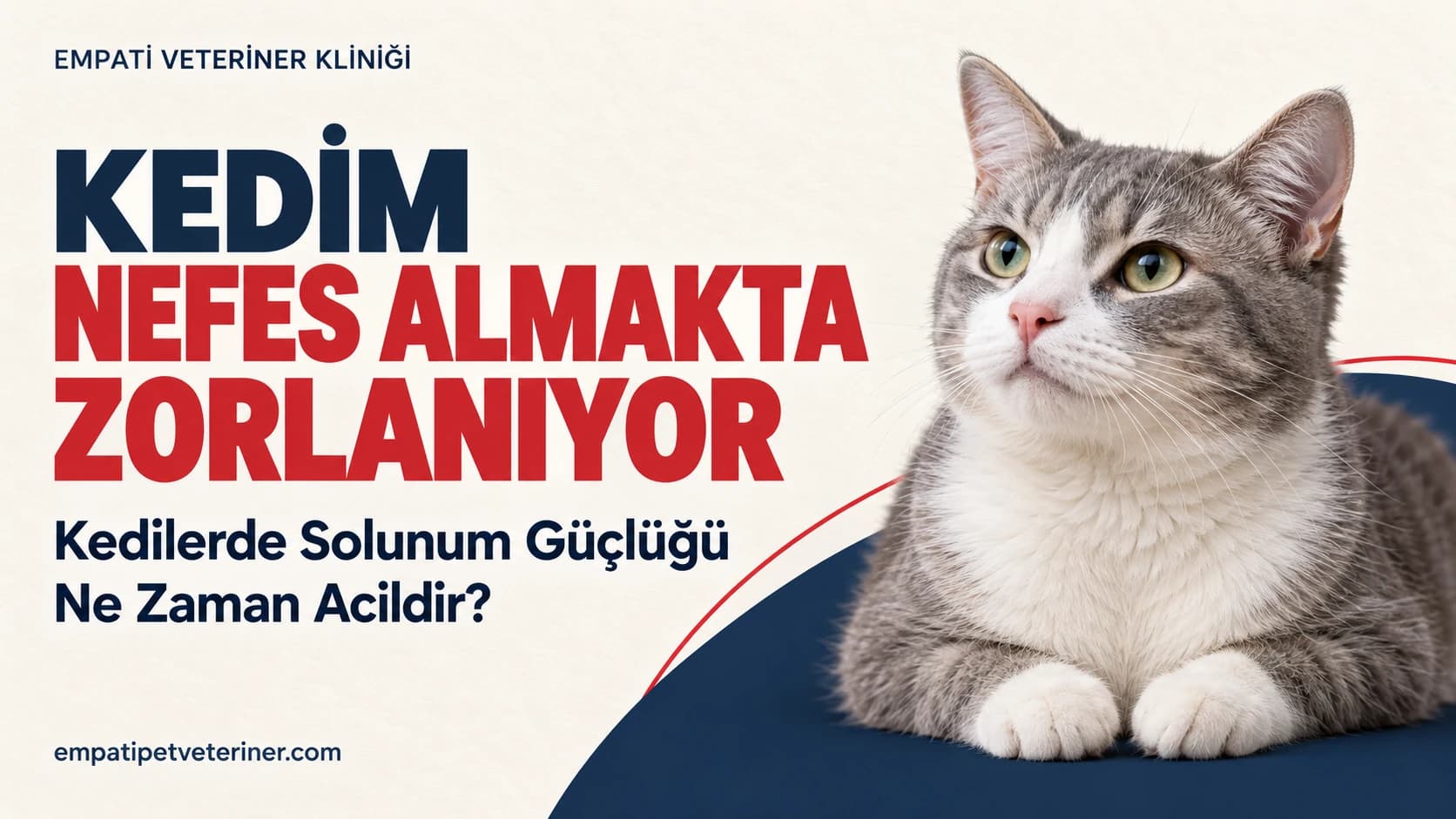 Kedim Nefes Almakta Zorlanıyor: Kedilerde Solunum Güçlüğü Ne Zaman Acildir?