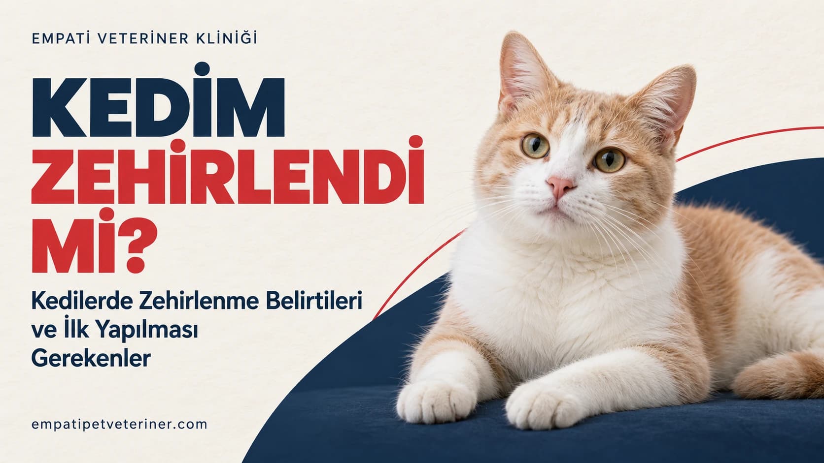 Kedim Zehirlendi mi? Kedilerde Zehirlenme Belirtileri ve İlk Yapılması Gerekenler
