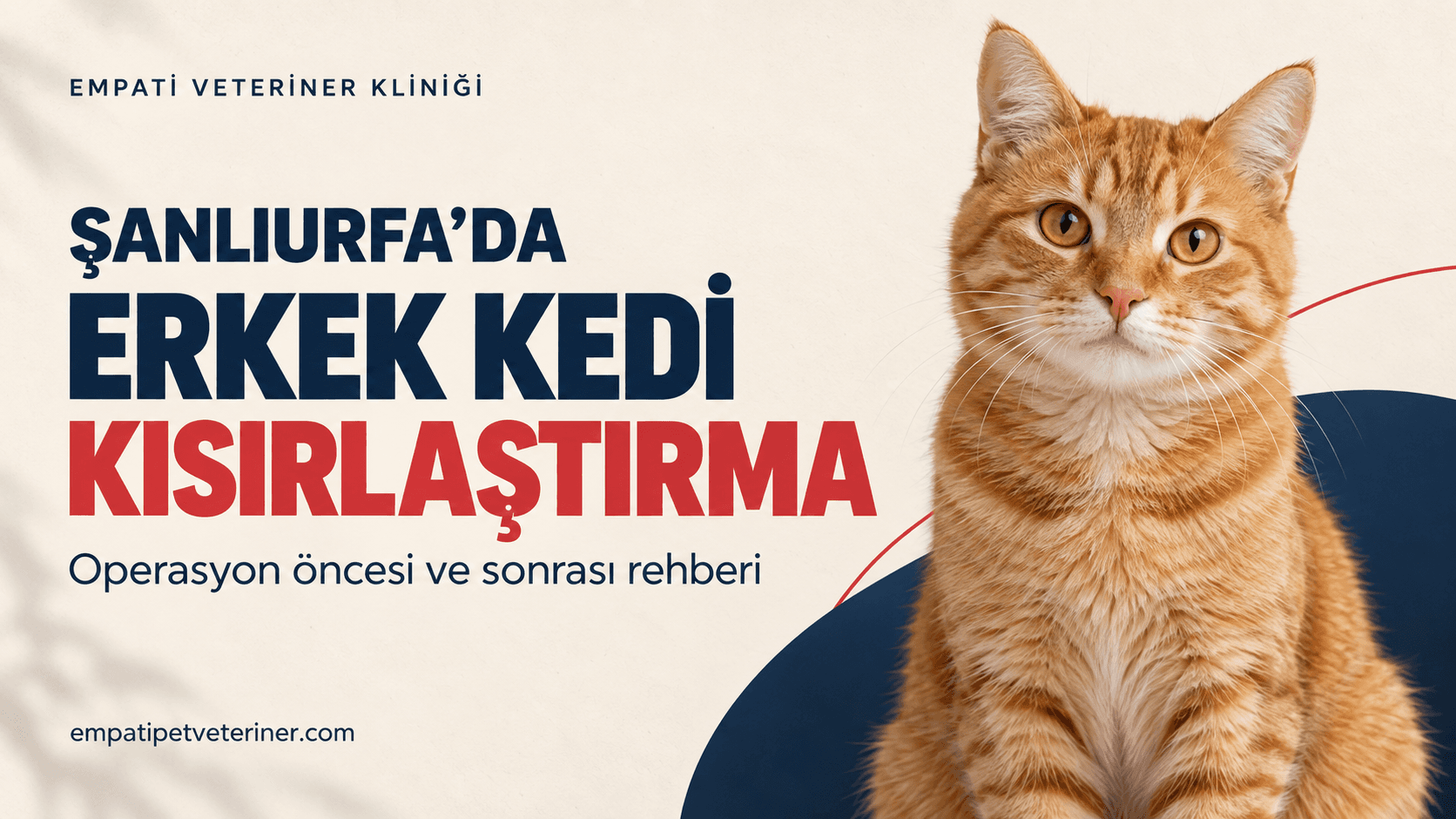 Şanlıurfa Erkek Kedi Kısırlaştırma: Hazırlık ve Ameliyat Sonrası Bakım