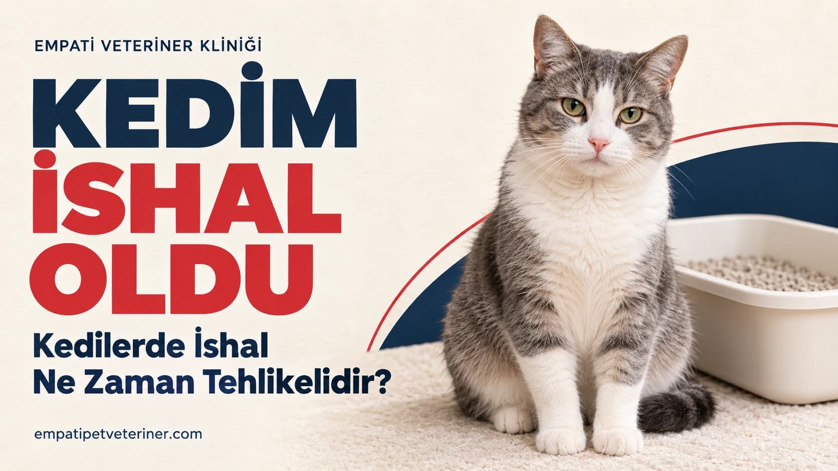 Kedim İshal Oldu: Kedilerde İshal Ne Zaman Tehlikelidir?