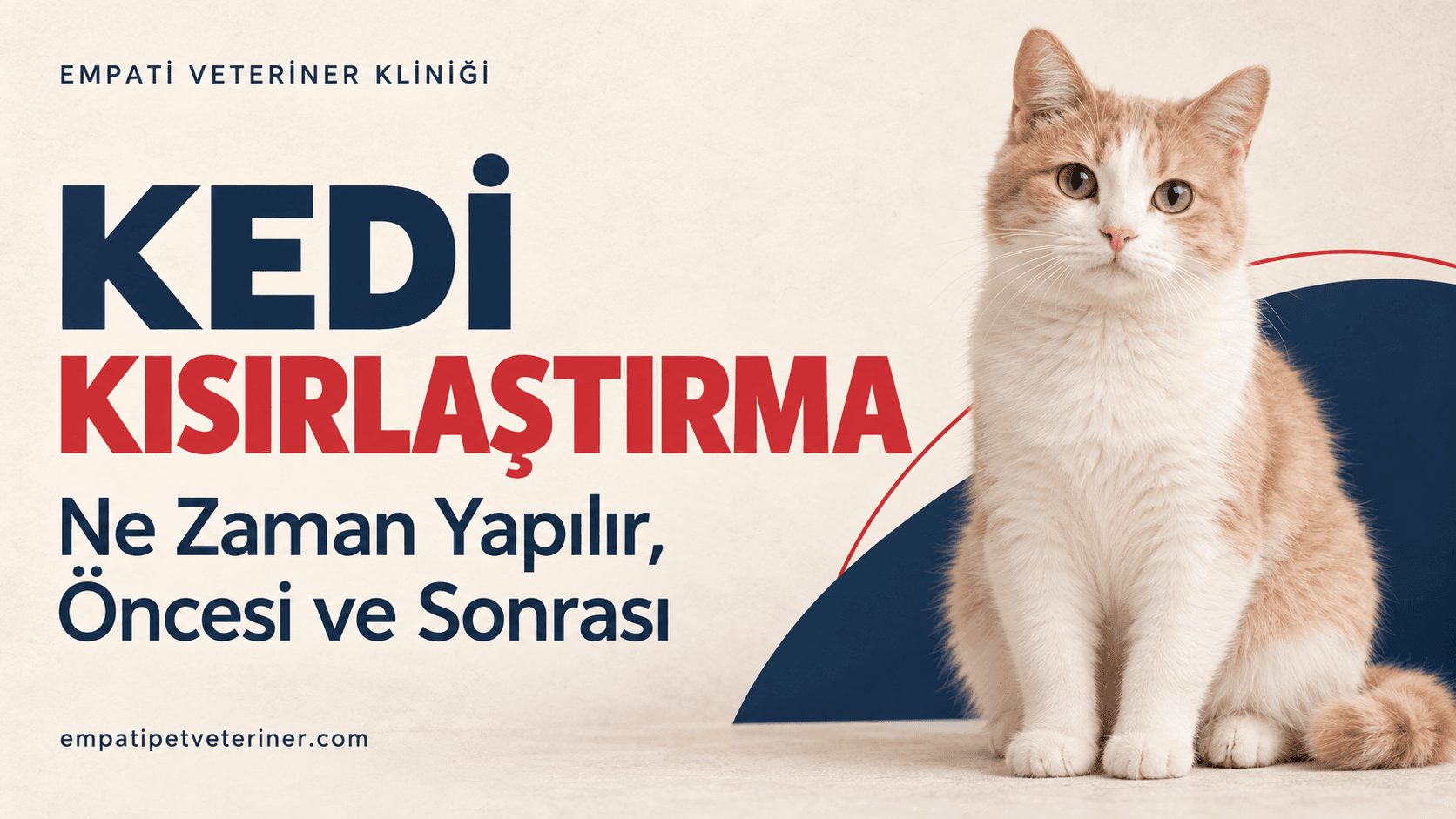 Şanlıurfa Kedi Kısırlaştırma: Ne Zaman Yapılır, Öncesi ve Sonrası